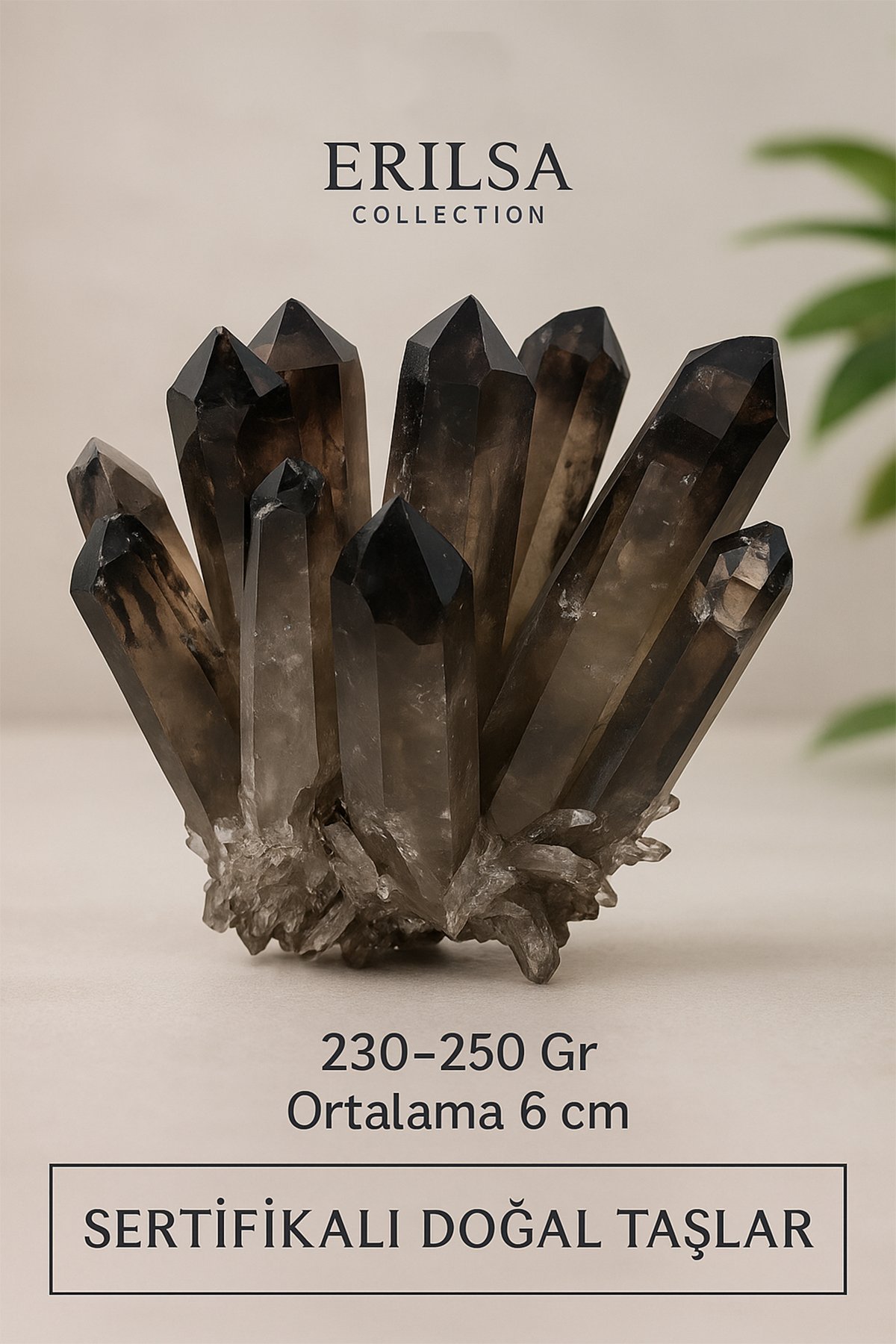 Sertifikalı Ham Dumanlı Kuvars Dikenli Küme Taşı – Negatif Enerjiyi Temizleyen Doğal Kristal Dekor